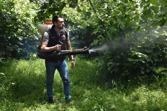 Ordu'da Fındık Üreticileri Yeni Hasat Sezonuna Hazırlanıyor