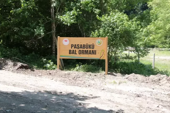 Yığılca'da Orman Köylüleri İçin Yeni Bal Ormanı Oluşturuldu