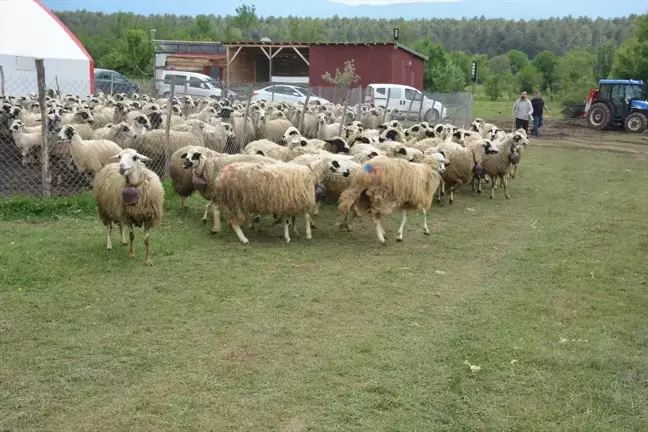 Bolu'da Koç Katım Şenliği Düzenlendi