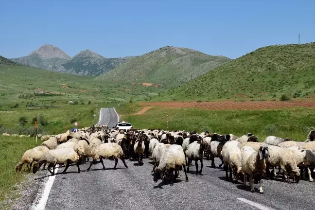 Göçerler Yaz Mevsimi İçin Yaylalara Yolculuk Ediyor