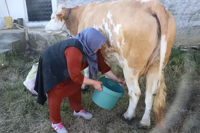 Yozgat'ın Sarıkaya ilçesinde süt üretimi artıyor