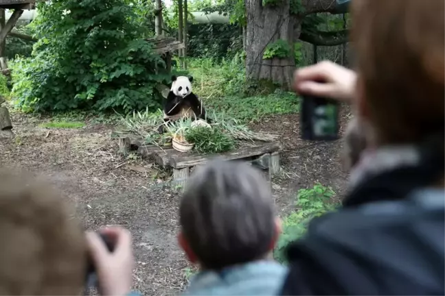 Pairi Daiza Hayvanat Bahçesi'nde dev panda Tian Bao'nun doğum günü kutlandı