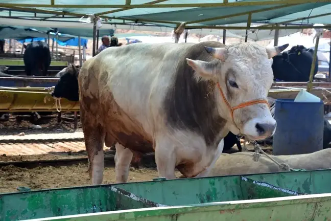 Veteriner Hekiminden Kurbanlık Seçimi İle İlgili Uyarı