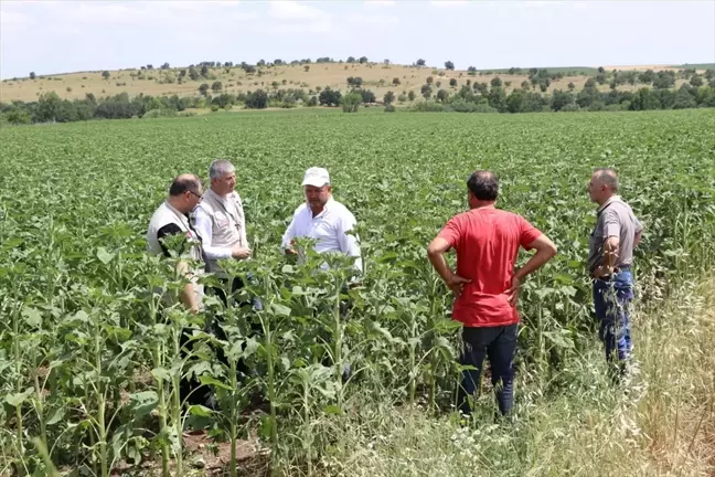 Edirne'de dolu nedeniyle 100 hektarlık ekili alanda hasar tespit çalışması yapıldı