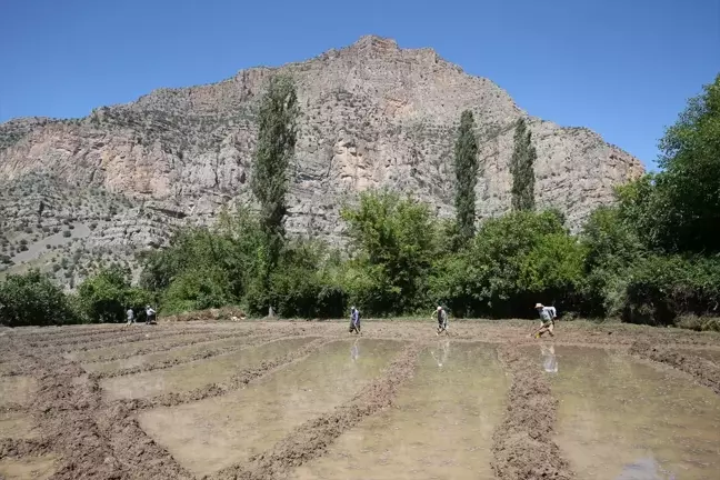 Hakkari'de çiftçiler çeltik ekimine devam ediyor