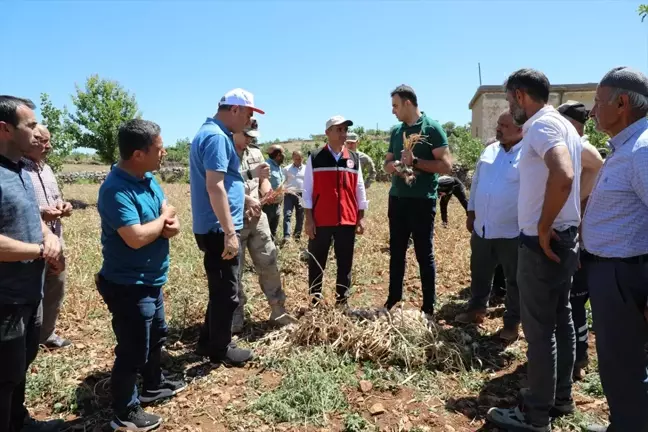 Hasankeyf'te Tescilli Mehina Sarımsağı Hasadı Gerçekleştirildi