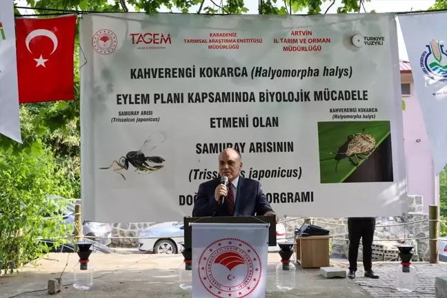 Artvin'de Kahverengi Kokarca ile Mücadelede Samuray Arıları Doğaya Salındı