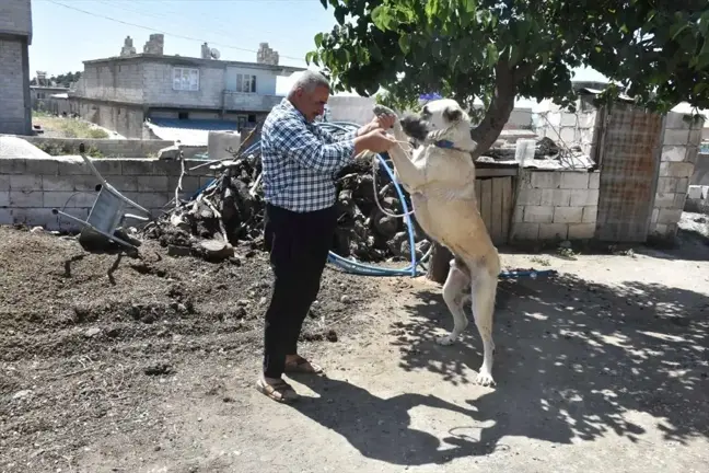 Şahinbey Belediyesi'nden çoban köpeklerine anti parazit ilaçlaması