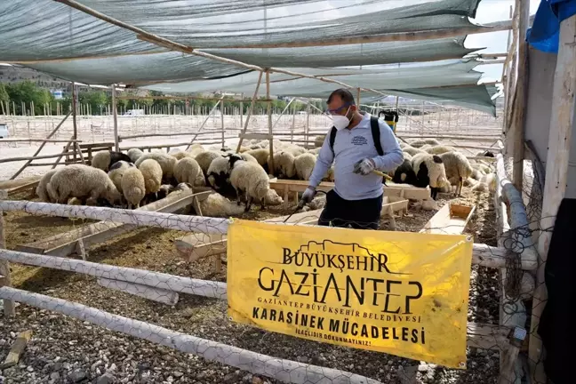 Gaziantep Büyükşehir Belediyesi Kurban Satış Noktalarında Haşare İlaçlaması Yapıyor