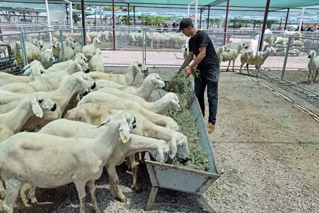 Talas Belediyesi Kurban Satış ve Kesim Alanı Vatandaşlar Tarafından Tercih Ediliyor