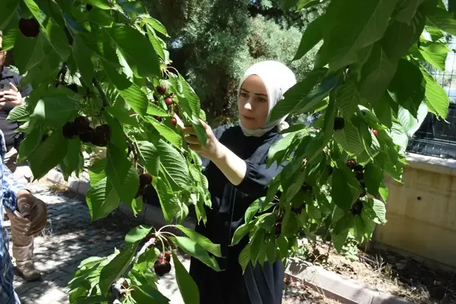 Yeşilyurt'ta Coğrafi İşaretli Kiraz Hasadı Başladı