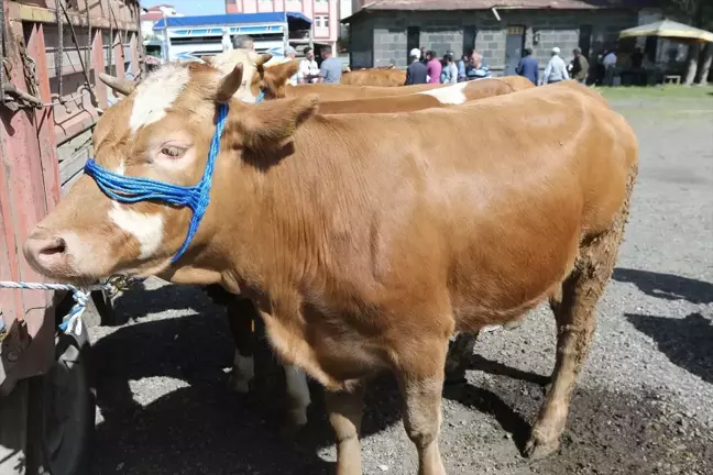 Ardahan, Kars ve Ağrı'da Kurbanlık Pazarlarında Yoğunluk