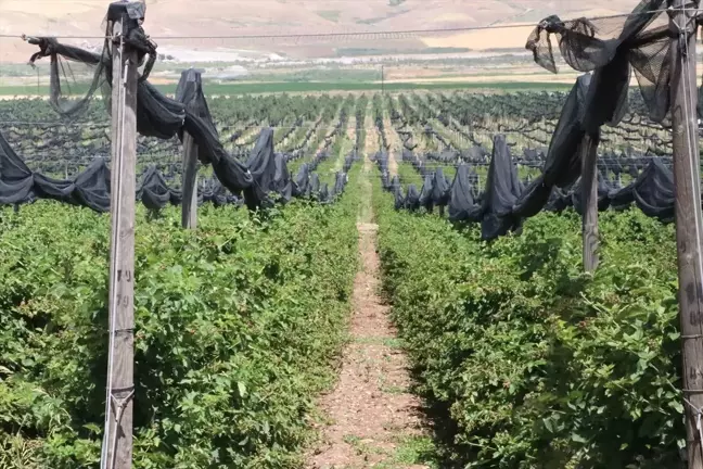 Siirt'te 230 Dekarlık Böğürtlen Bahçesinde Hasat Etkinliği Düzenlendi