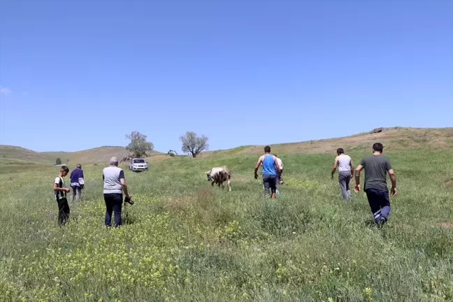 Erzurum'da kaçan kurbanlıklar yakalandı