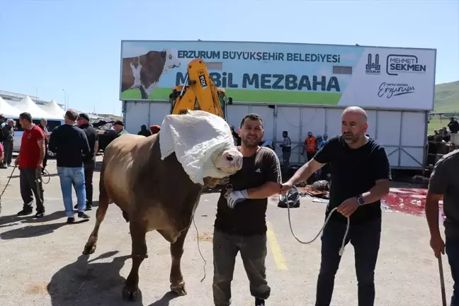 Erzurum'da Mobil Mezbahalarda Yoğunluk