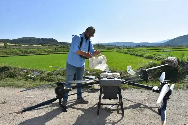 Sinop'ta Çeltik Üreticileri Tarımsal Faaliyetlerde Dron Kullanıyor