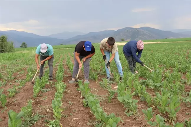 Denizli'de Tütün Üreticileri Bayram Tatilinde Çapa Yapıyor