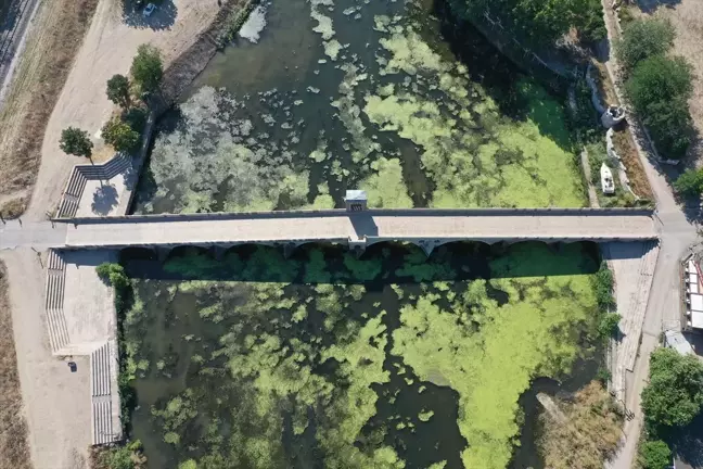 Edirne'de Tunca Nehri'nde Yosun ve Su Mercimekleri Oluştu