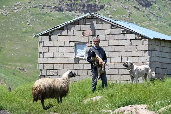 Vanlı Besici, Van Gölü'ne Hakim Yaylada Ailesini Geçindiriyor