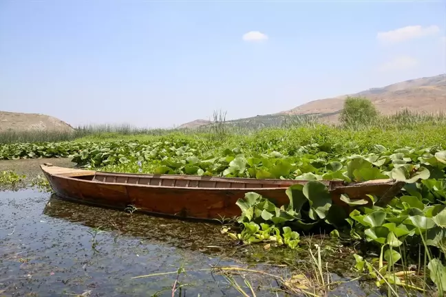 Kırıkhan'daki Gölbaşı Gölü Su Sümbülleriyle Yeşile Büründü