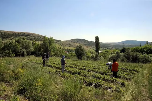 Tokat'ta Devlet Desteğiyle Çilek Üretimi