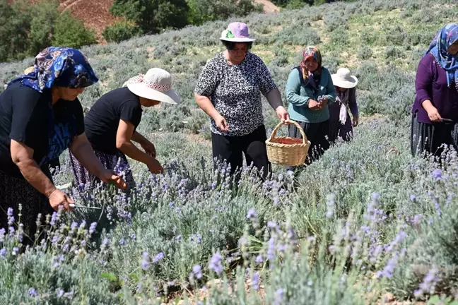 Kadirli'de Lavanta Bahçesi Köylülere İstihdam Kapısı Oldu