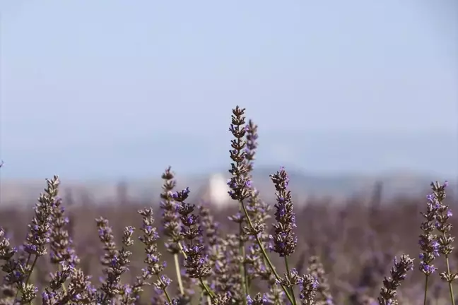 Tekirdağ Lavanta Şenliği ile Mor Renkli Tarlalar Turistlerin İlgi Odağı Haline Geliyor