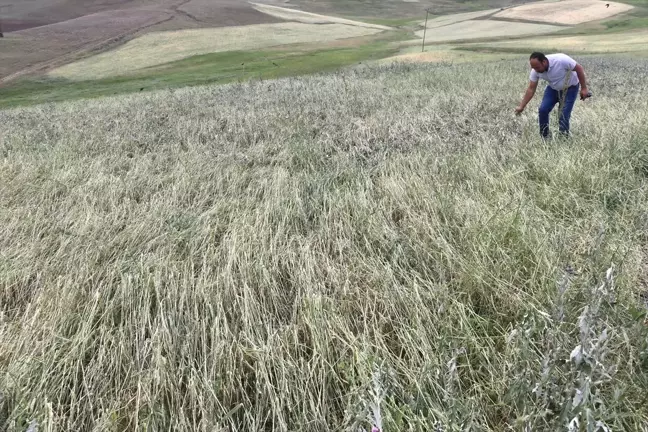 Ağrı'da Dolu Zararı: Tarım arazileri büyük zarar gördü