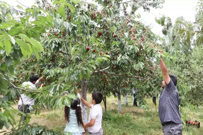 Ağrı'da Meyve Bahçesi Kurarak Kazanç Sağlayan Çiftçi