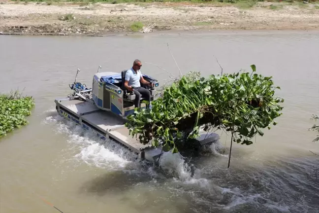 Asi Nehri'ndeki Su Sümbülleri Temizleniyor