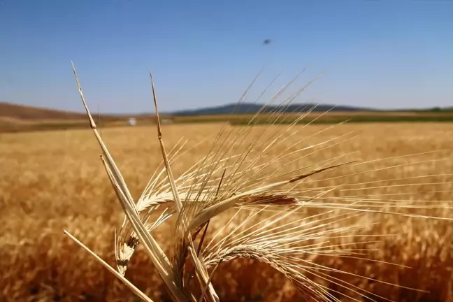 Kütahya'da Yerli Arpa Çeşidi Hasat Edildi