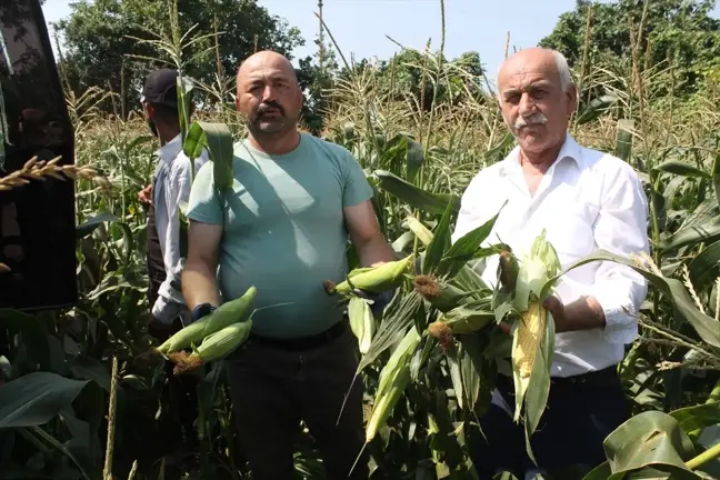 Samsun'un Bafra Ovası'nda Mısır Hasadı Başladı