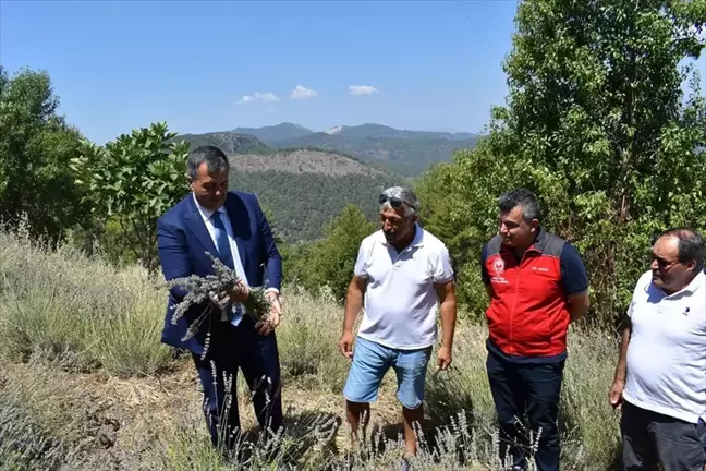 Muğla'da Tıbbı ve Aromatik Bitki Projesi kapsamında lavanta hasadı gerçekleştirildi