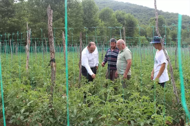 Tokat Pazar'da Tarım İncelemesi