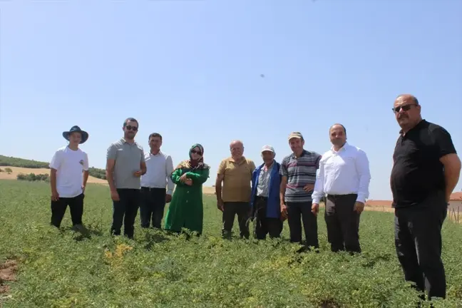 Tokat Pazar'da Tarım ve Orman Müdürlüğü tarafından nohut üretimi yapılan alanda inceleme gerçekleştirildi