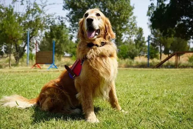 Batman'da Hassas Burunlu Köpekler Uyuşturucu Operasyonlarına Hazır