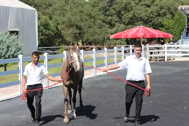 Bursa'da TİGEM tarafından yetiştirilen taylar açık artırmayla satıldı