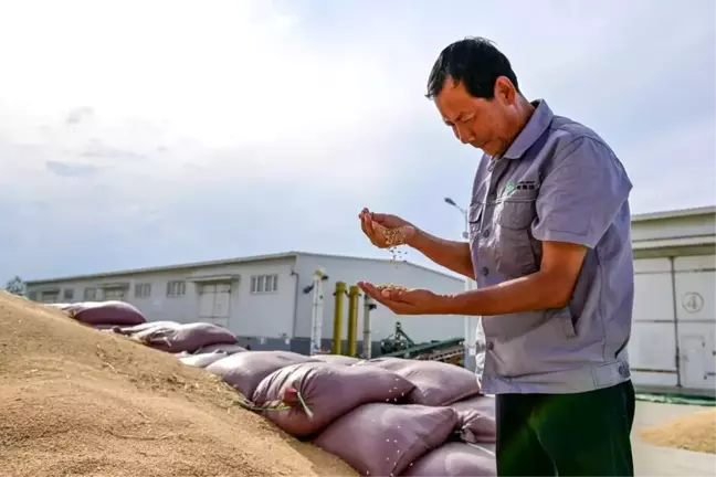 Xinjiang'da Buğday Rekoltesi Rekor Kırdı