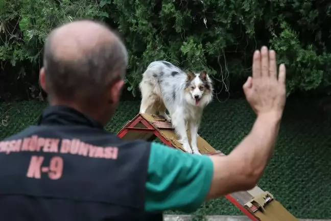 Doğuştan işitme engelli köpek işaret komutlarıyla eğitildi