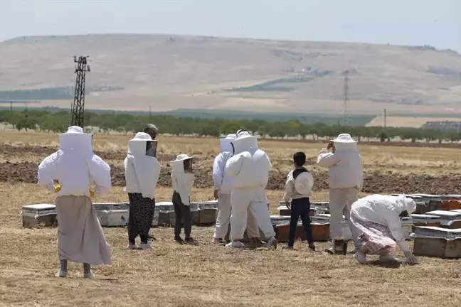 Şanlıurfa'da Kadınlar Arıcılığa Destek Veriyor