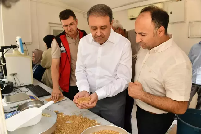 Şanlıurfa'da Buğday Rekoltesi 2 Milyon 200 Bin Tona Ulaştı