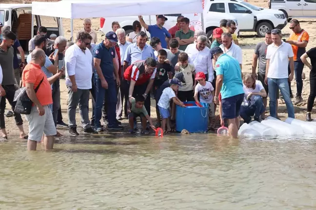 Muğla'da 370 Bin Sazan Yavrusu Baraj ve Göletlere Salındı