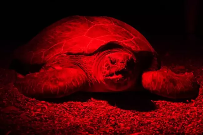 Kızılot'ta Caretta Carettaların Yumurta Bırakması Kırmızı Işıkla Kaydedildi