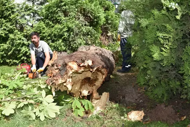 Eskişehir'de Şiddetli Rüzgar Sonucu Devrilen Ağaç Kaldırıldı