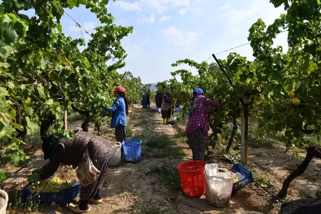 Denizli'de Erkenci Üzüm Hasadı Yapıldı