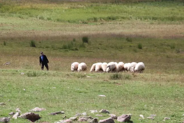 Erzurum'un Dumlubaba Yaylası'ndaki Göçerlerin Zorlu Yaşamı