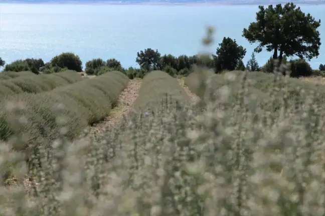 Isparta ve Burdur'daki Lavanta Bahçeleri Erken Griye Döndü