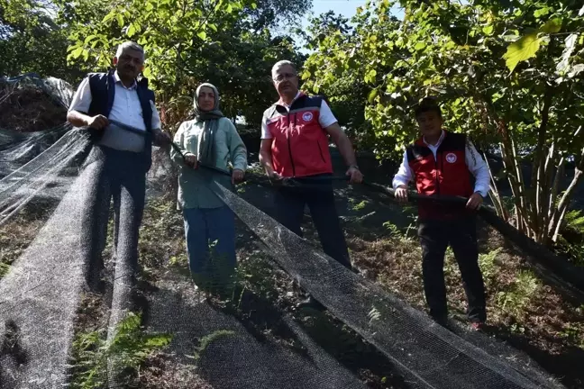 Fındıkta file örtüsü hasadı kolaylaştırıyor