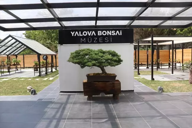 Türkiye'deki İlk Bonsai Müzesi Ziyaretçilerini Ağırlıyor