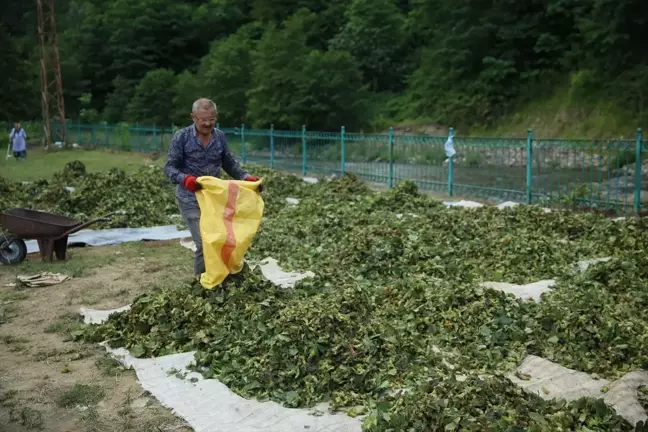 Ordu'da fındık hasadı başladı